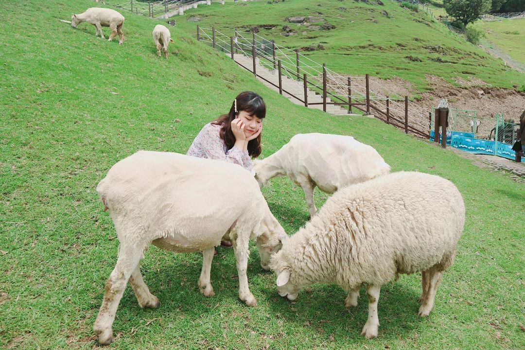 A person sits on lush green grass smiling at three grazing sheep