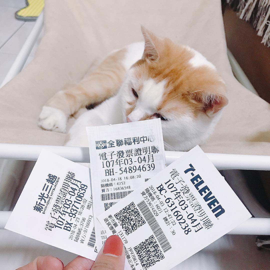 A hand holding several shopping receipts in front of a ginger and white cat lying down