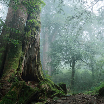 Alishan Giant Trees