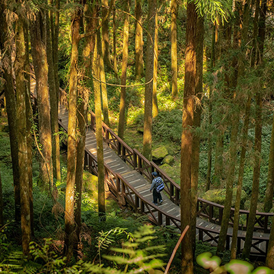 Giant Tree Plank Trail