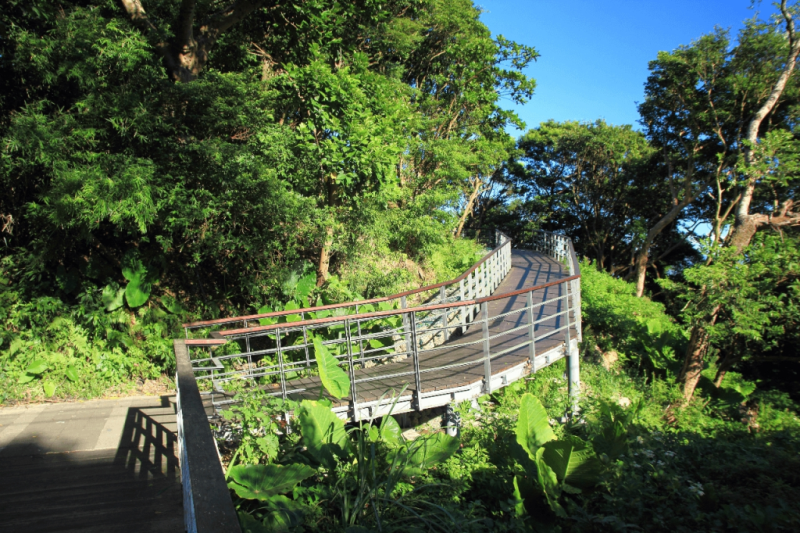 A winding wooden walkway with metal railings meanders through lush green forest