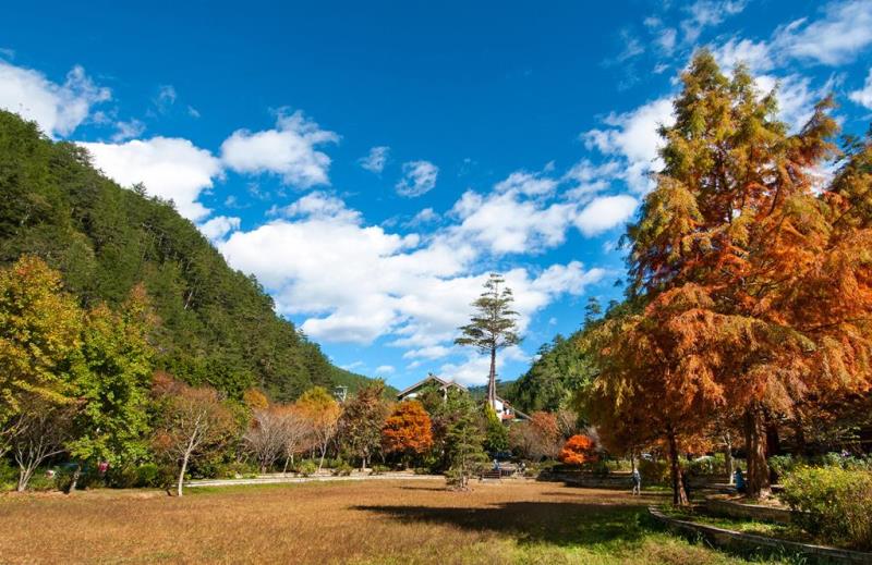vibrant orange and yellow trees under a bright blue sky with fluffy clouds