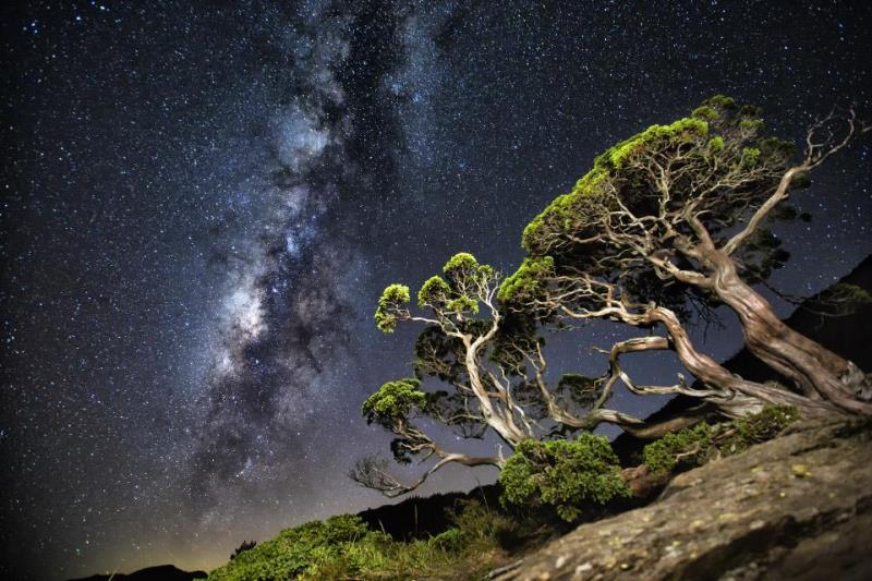 wind-swept trees on rocky terrain