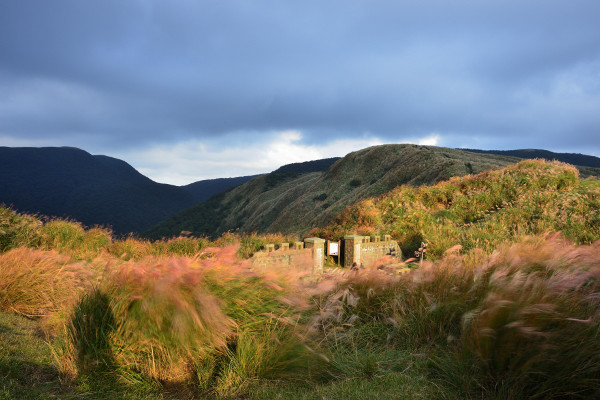 pink and green grasses swaying in the breeze