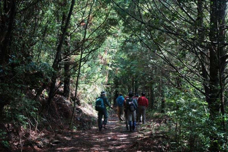 A group of people walks along a sun-dappled forest path