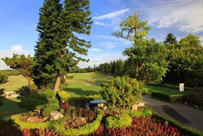 green outdoor landscape with trees that may belong to a family