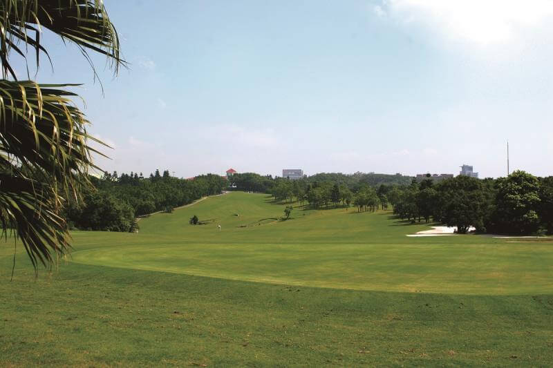 TY Golf Club with Palm Tree