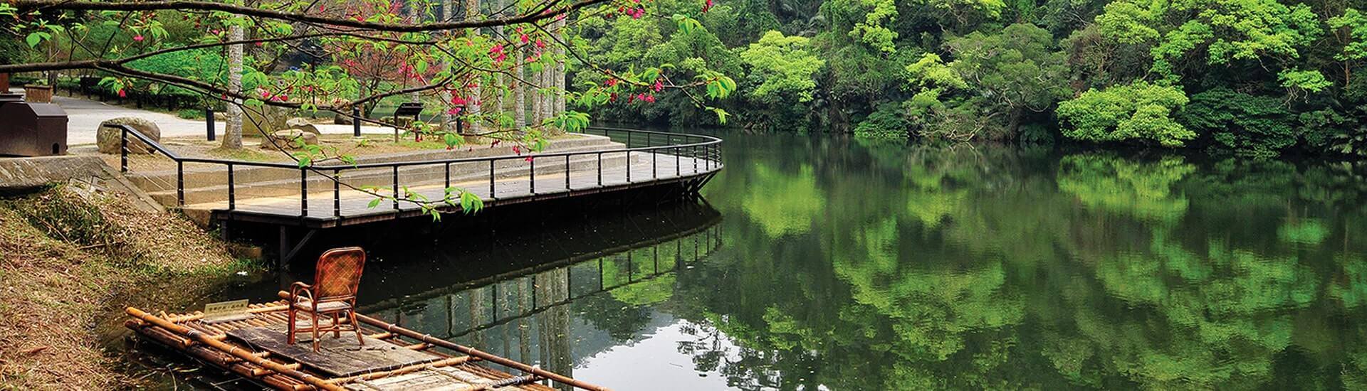 Serene forest walking trail winding through dense green woods and foliage.