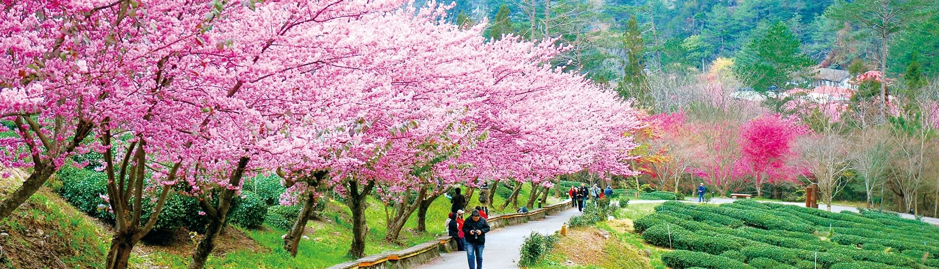 Blooming cherry blossoms surrounding historical architecture at Wuling Farm in Taichung.
