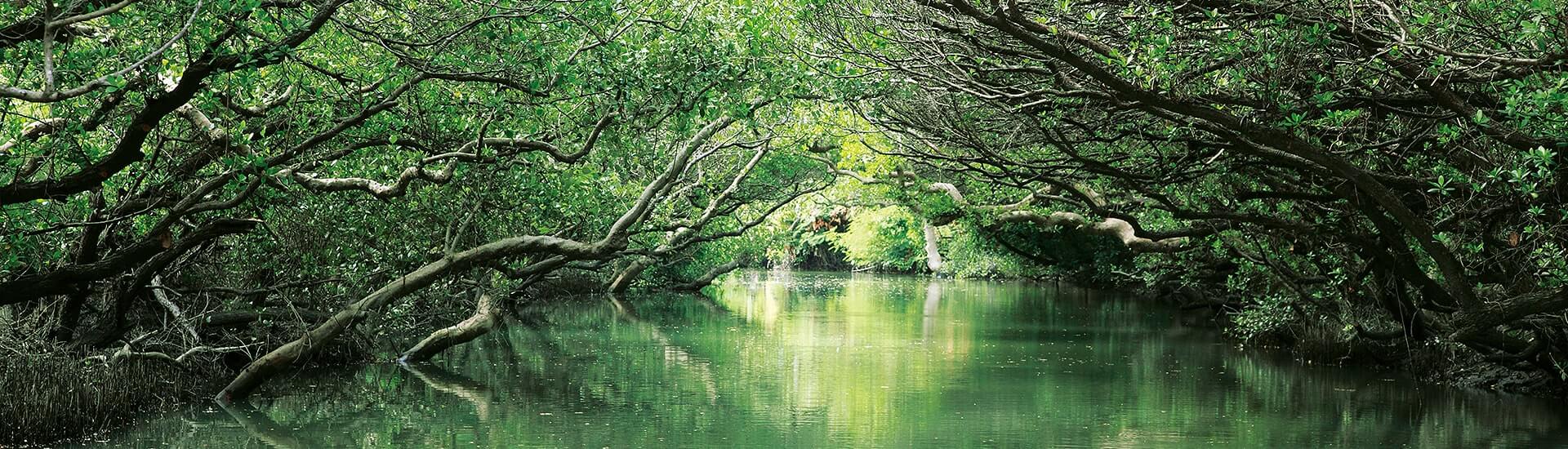 Sicao Green Tunnel mangrove wetlands canal waterway in Tainan.